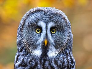 Preview wallpaper owl, bird, gray, glance, eyes