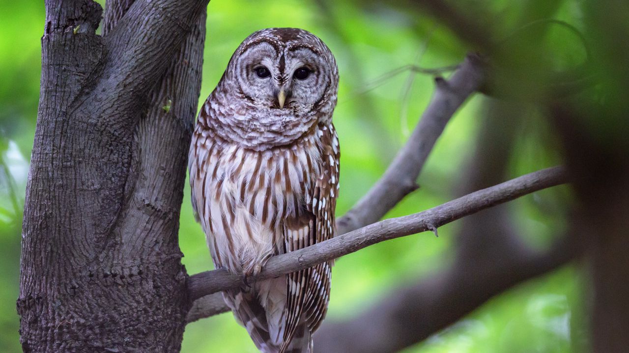 Wallpaper owl, bird, gray, tree, branch
