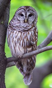 Preview wallpaper owl, bird, gray, tree, branch