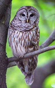 Preview wallpaper owl, bird, gray, tree, branch
