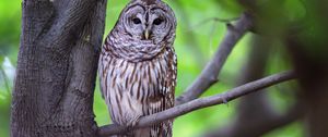 Preview wallpaper owl, bird, gray, tree, branch