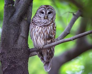Preview wallpaper owl, bird, gray, tree, branch