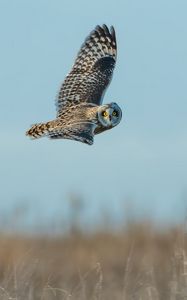 Preview wallpaper owl, bird, gray, flight, wings