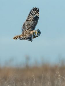 Preview wallpaper owl, bird, gray, flight, wings