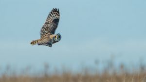 Preview wallpaper owl, bird, gray, flight, wings
