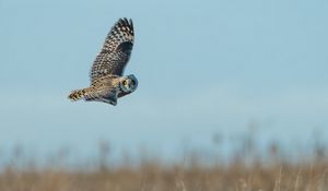 Preview wallpaper owl, bird, gray, flight, wings