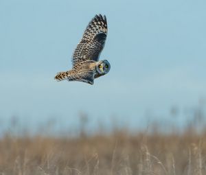 Preview wallpaper owl, bird, gray, flight, wings