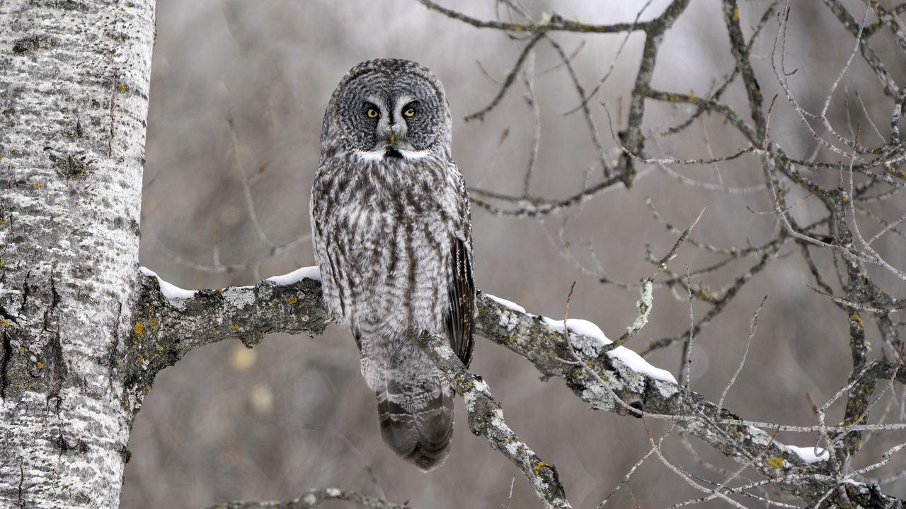 Wallpaper owl, bird, gray, branch