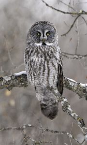 Preview wallpaper owl, bird, gray, branch