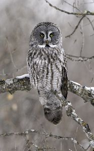 Preview wallpaper owl, bird, gray, branch