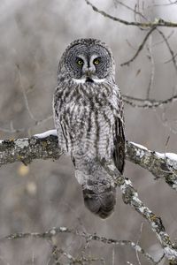 Preview wallpaper owl, bird, gray, branch