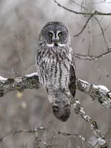 Preview wallpaper owl, bird, gray, branch