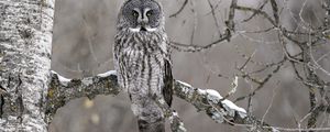 Preview wallpaper owl, bird, gray, branch