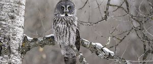 Preview wallpaper owl, bird, gray, branch