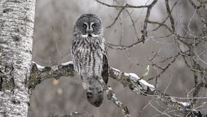 Preview wallpaper owl, bird, gray, branch