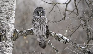 Preview wallpaper owl, bird, gray, branch