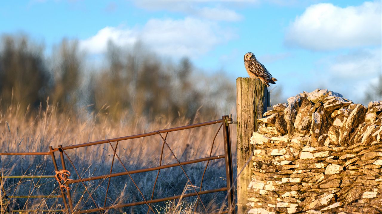 Wallpaper owl, bird, log, fence