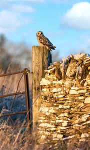 Preview wallpaper owl, bird, log, fence