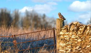 Preview wallpaper owl, bird, log, fence