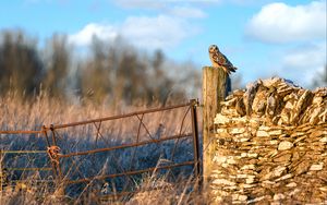Preview wallpaper owl, bird, log, fence