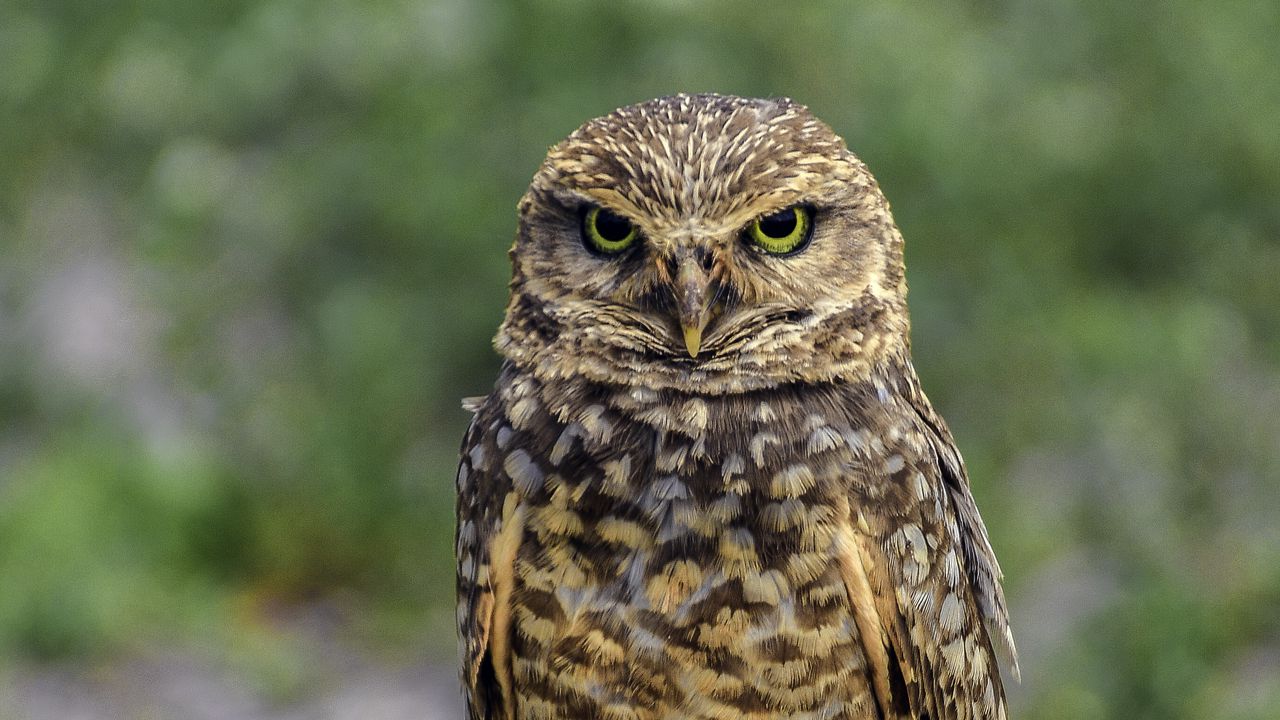 Wallpaper owl, bird, look, posing