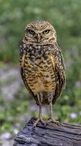 Preview wallpaper owl, bird, look, posing