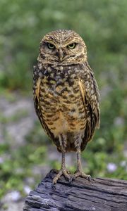 Preview wallpaper owl, bird, look, posing