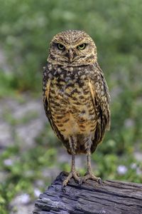 Preview wallpaper owl, bird, look, posing