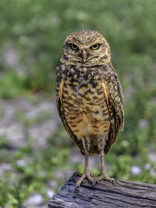 Preview wallpaper owl, bird, look, posing
