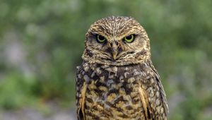Preview wallpaper owl, bird, look, posing