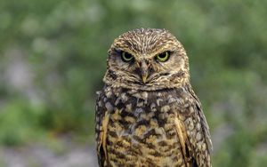Preview wallpaper owl, bird, look, posing