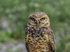 Preview wallpaper owl, bird, look, posing