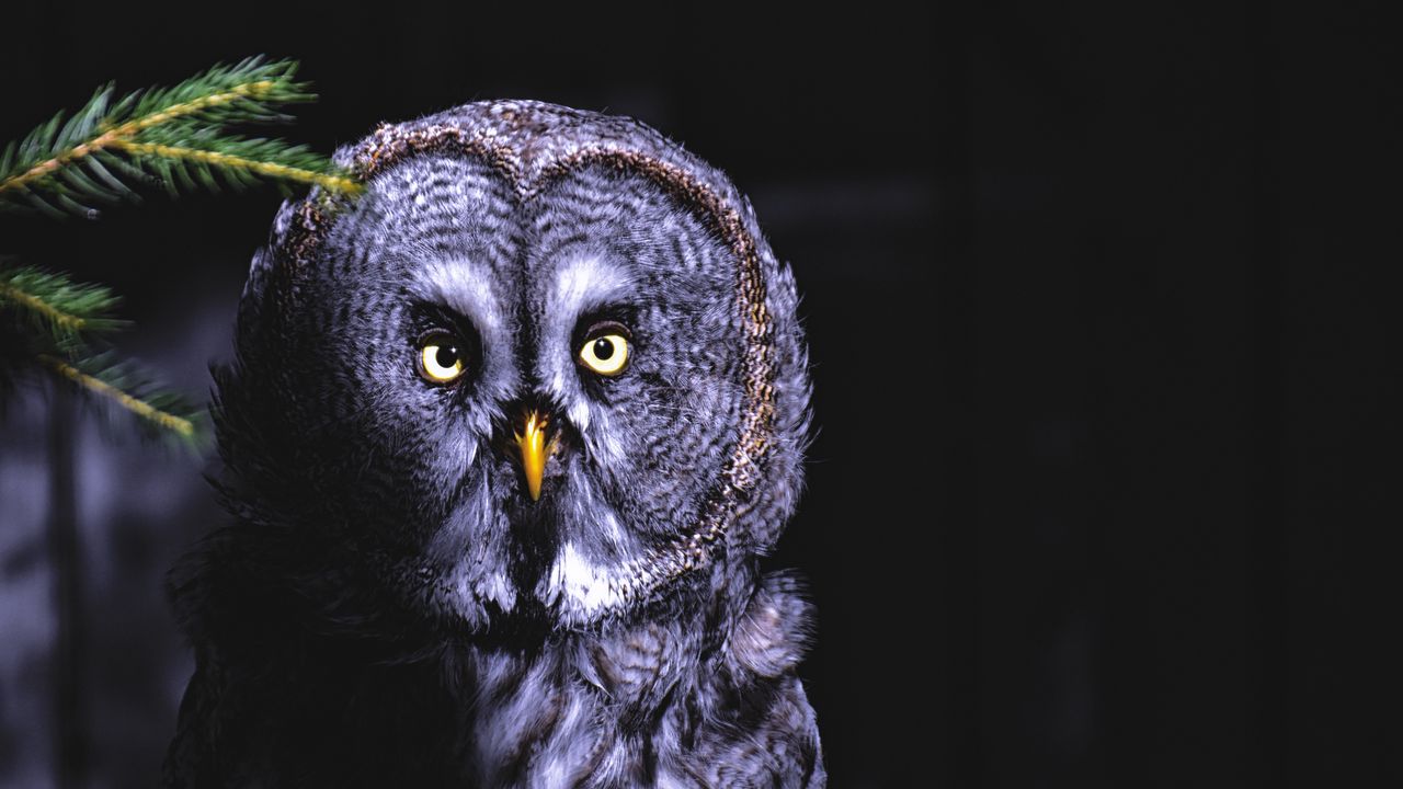 Wallpaper owl, bird, looks, shadow, predator, feathered