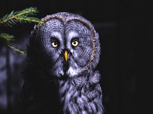 Preview wallpaper owl, bird, looks, shadow, predator, feathered