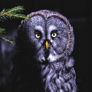 Preview wallpaper owl, bird, looks, shadow, predator, feathered