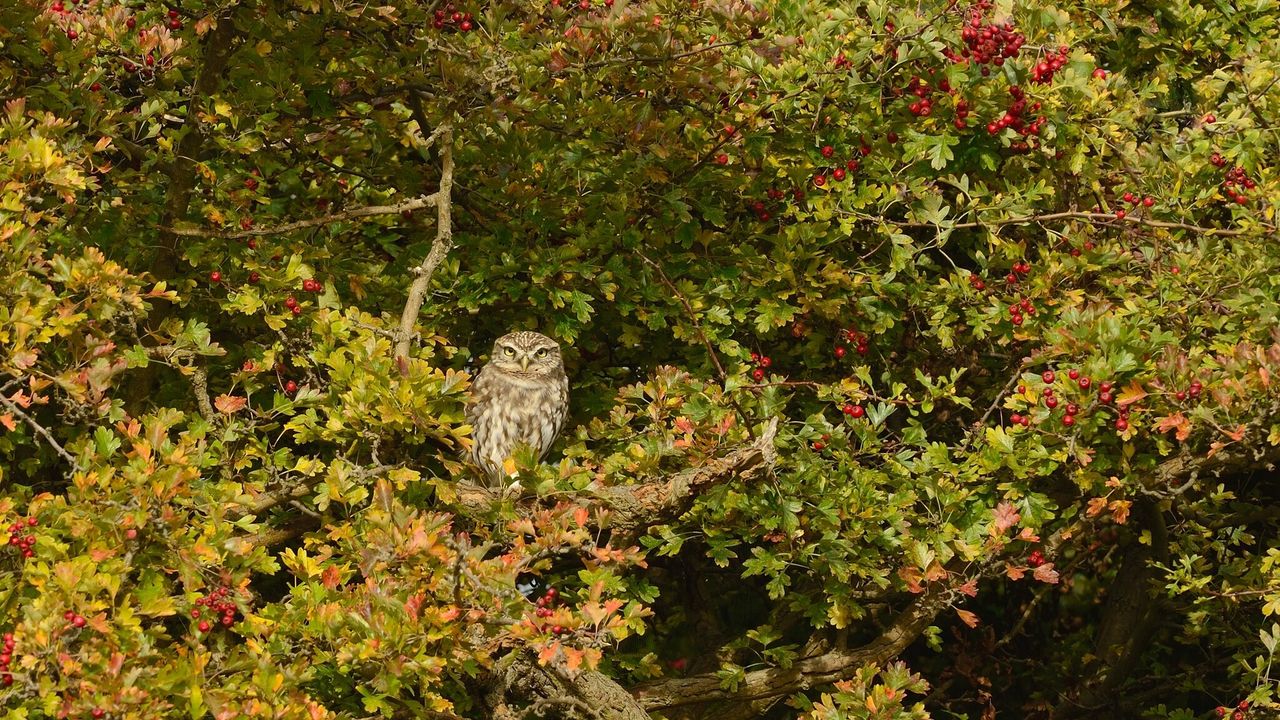 Wallpaper owl, bird, predator, tree, mountain ash