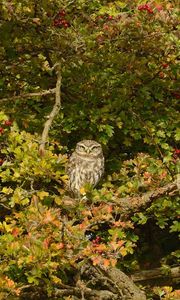 Preview wallpaper owl, bird, predator, tree, mountain ash