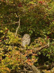 Preview wallpaper owl, bird, predator, tree, mountain ash