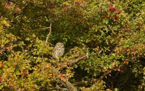 Preview wallpaper owl, bird, predator, tree, mountain ash