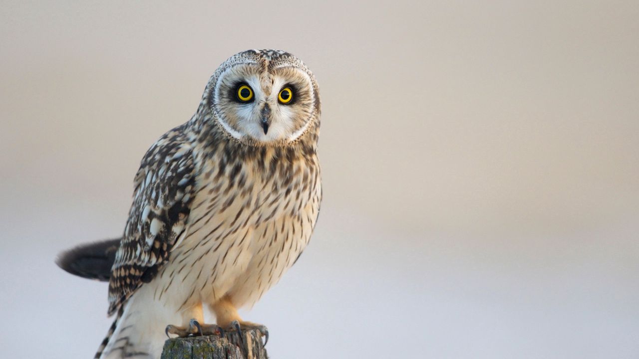 Wallpaper owl, bird, predator, look