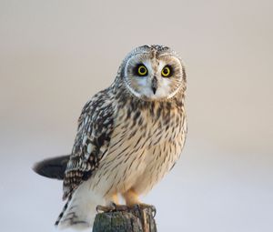 Preview wallpaper owl, bird, predator, look
