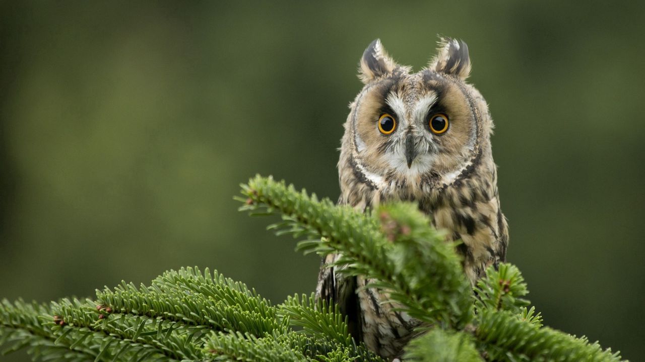 Wallpaper owl, bird, predator, branch