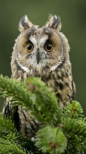Preview wallpaper owl, bird, predator, branch