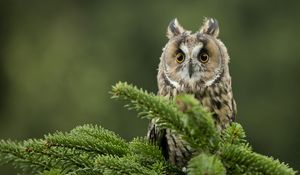 Preview wallpaper owl, bird, predator, branch