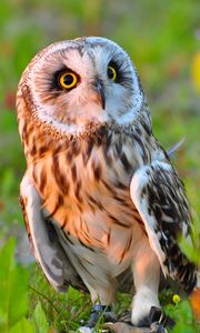 Preview wallpaper owl, bird, predator, grass