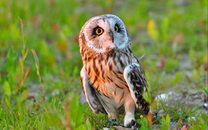 Preview wallpaper owl, bird, predator, grass