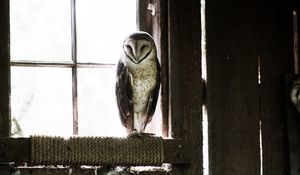 Preview wallpaper owl, bird, predator, room