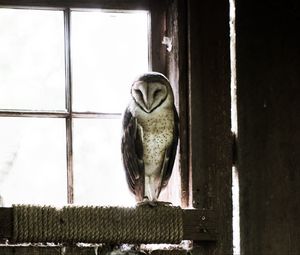 Preview wallpaper owl, bird, predator, room