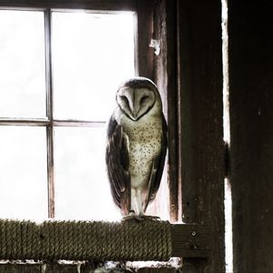 Preview wallpaper owl, bird, predator, room