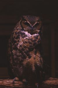 Preview wallpaper owl, bird, predator, sitting